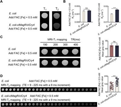 Transfection of clMagR/clCry4 imparts MR-T2 imaging contrast properties to living organisms (E. coli) in the presence of Fe3+ by endogenous formation of iron oxide nanoparticles